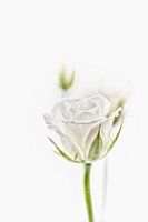 The white rose in all its beauty.
