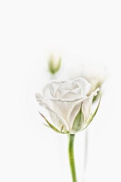 De witte roos in al zijn schoonheid. van Ellen Driesse