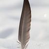 Feather in snow by Evelyne Renske