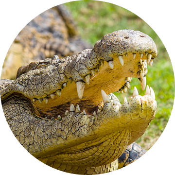 krokodil van John van Weenen