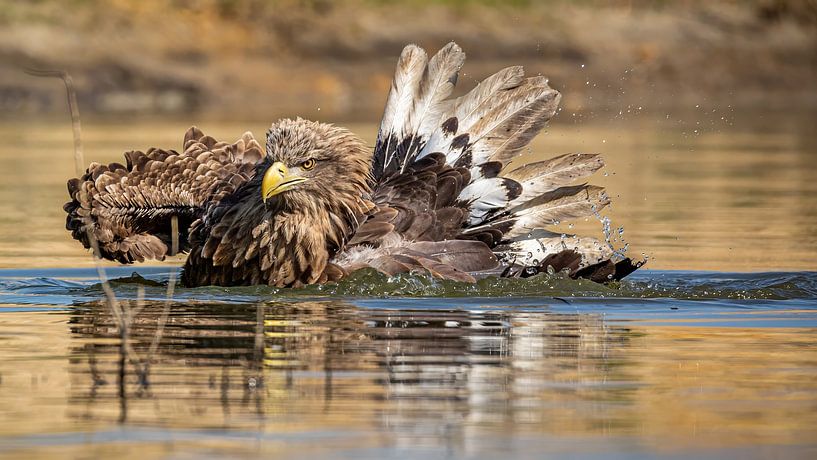 Badender Weißkopfseeadler, spritzende Wassertropfen von Arjan Warmerdam