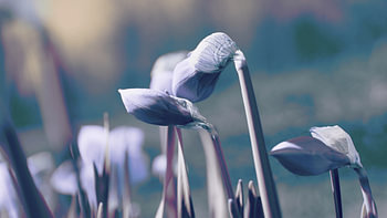 Een ander soort bloemenweide.