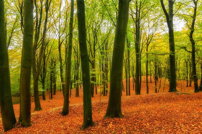 Autumn landscape in a beech tree forest by Sjoerd van der Wal Photography