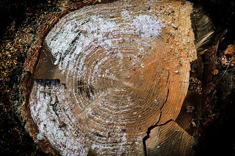 Naturgemälde - Geschnittener Baumstamm Jahresringe 6 von Nicole Schyns