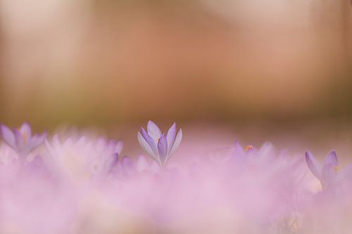 Crocus au-dessus des nuages... sur Maneschijn FOTO