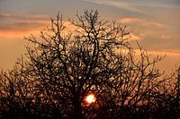 Baum im Sonnenuntergang
