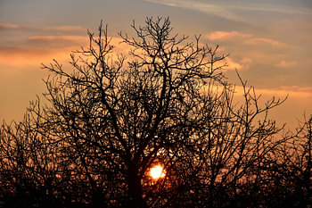  Boom in de zonsondergang