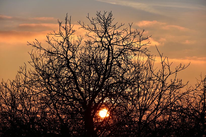  Boom in de zonsondergang par Marcel Ethner