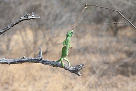 Chameleon catching an insect by Robert Styppa