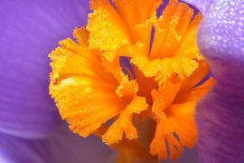 Gros plan sur Krokus