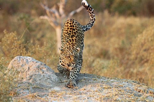 Luipaard in Okavango Delta