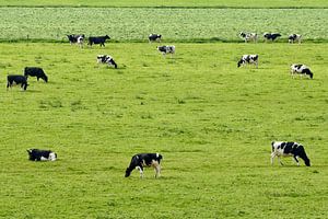 Weidende Kühe auf einer Wiese von hoch oben