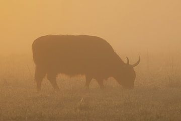 Schotse Hooglanders zonsopkomst Oudemolen - Drenthe (Nederland) van Marcel Kerdijk