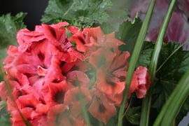 Frühling Blumen von Marianna Pobedimova