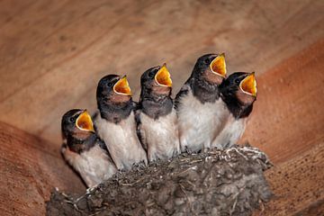 Junge Scheunenschwalben schreien nach Futter von Frans Lemmens