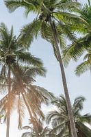 Murmures de palmiers - Sérénité tropicale