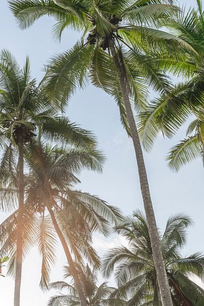 Murmures de palmiers - Sérénité tropicale par Femke Ketelaar