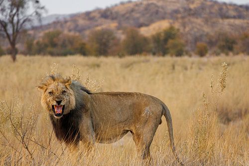 Namibië: een land van uitersten en adembenemende schoonheid.
