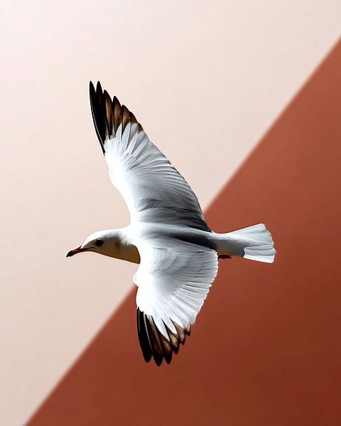 Koel kalm van fernlichtsicht