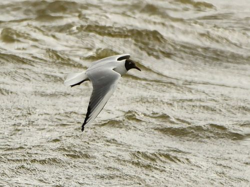 Meeuw van Hilde Wekema