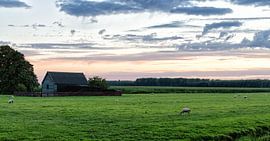 Schuur en Schapen van Emre Kanik