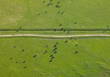 De Oostvaardersplassen van Sky Pictures Fotografie