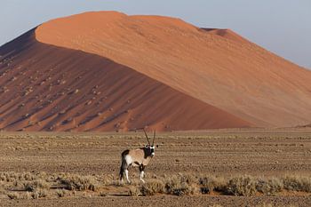 Oryx - Sossusvlei - Namibië