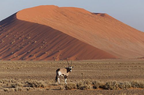 Oryx - Sossusvlei - Namibië