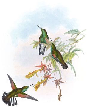 Stripe-tail, John Gould van Hummingbirds
