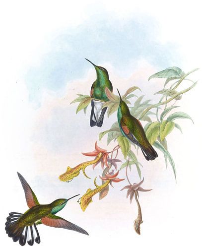 Streifenschwanz, John Gould