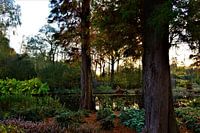 Zonsondergang in het park