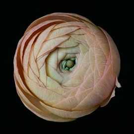 Layers van Karin Bakker Fotografie