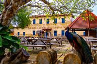 The African Peacock on Prison Island by Barbara Riedel thumbnail