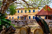 The African Peacock on Prison Island
