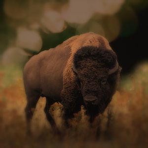 Der Bison von Lucia