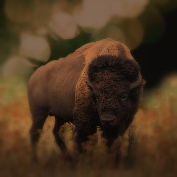 The bison by Lucia