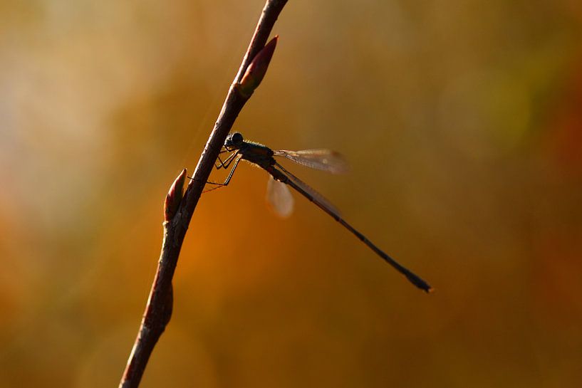 Juffer in herfstkleuren van Stefan Wiebing Photography