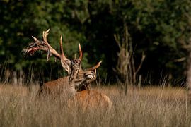 Edelhert van Leon Kuijer