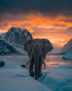 Elefant in Norwegen