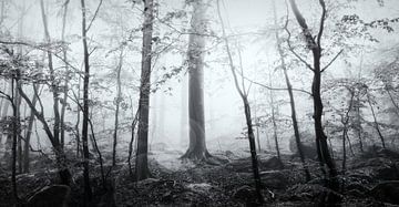 NebelwaldHarz von Tim Lee Williams