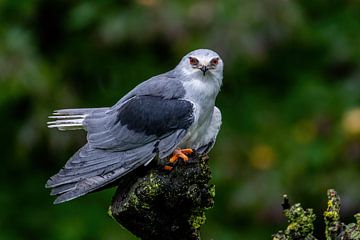 the grey kite - Elanus caeruleus by Rob Smit