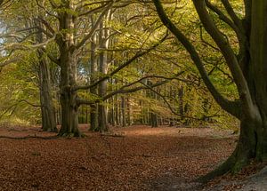 Bos in herfst-kleuren