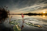 Aquatic plant