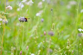 veldbloemen met bij sur Mieke Verkennis