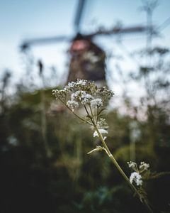 Blüte mit Mühle im Hintergrund
