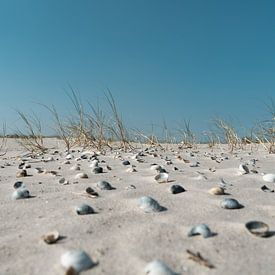 Schelpen in het zand van Timo Brodtmann Fotografie