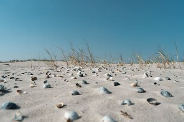 Muscheln im Sand von Timo Brodtmann Fotografie