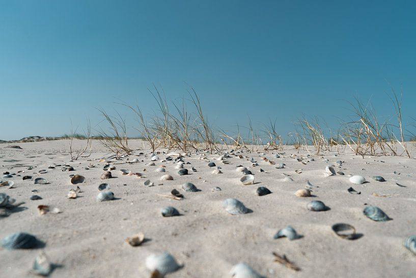 Shells in the sand by Timo Brodtmann Fotografie
