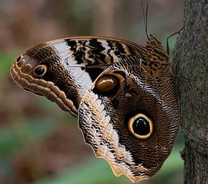 Schmetterling von Marjolein van Middelkoop