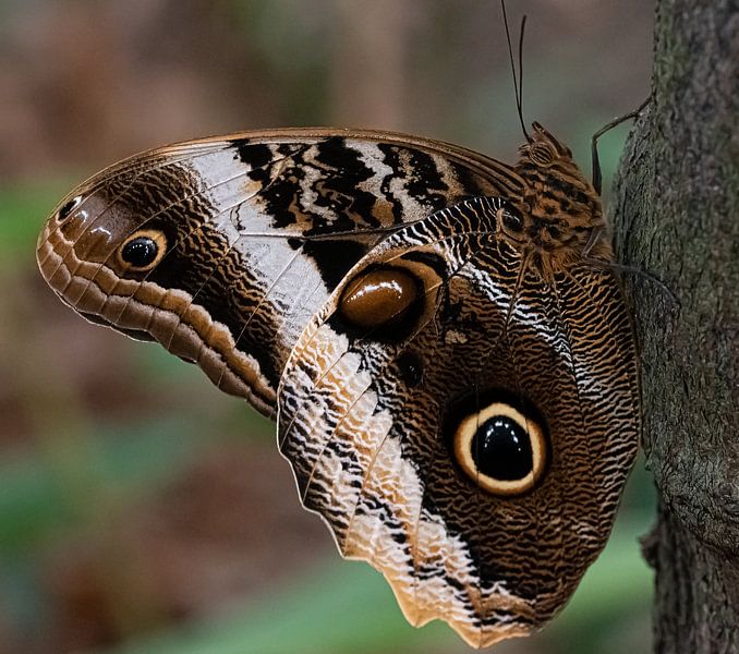 Close-up grote bruine vlinder Morpho menelaus van Marjolein van Middelkoop
